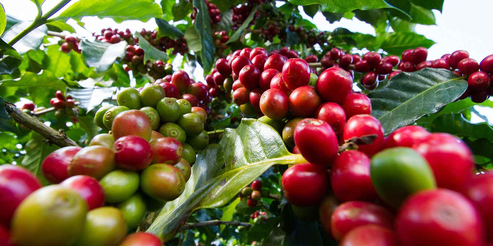 agriculture