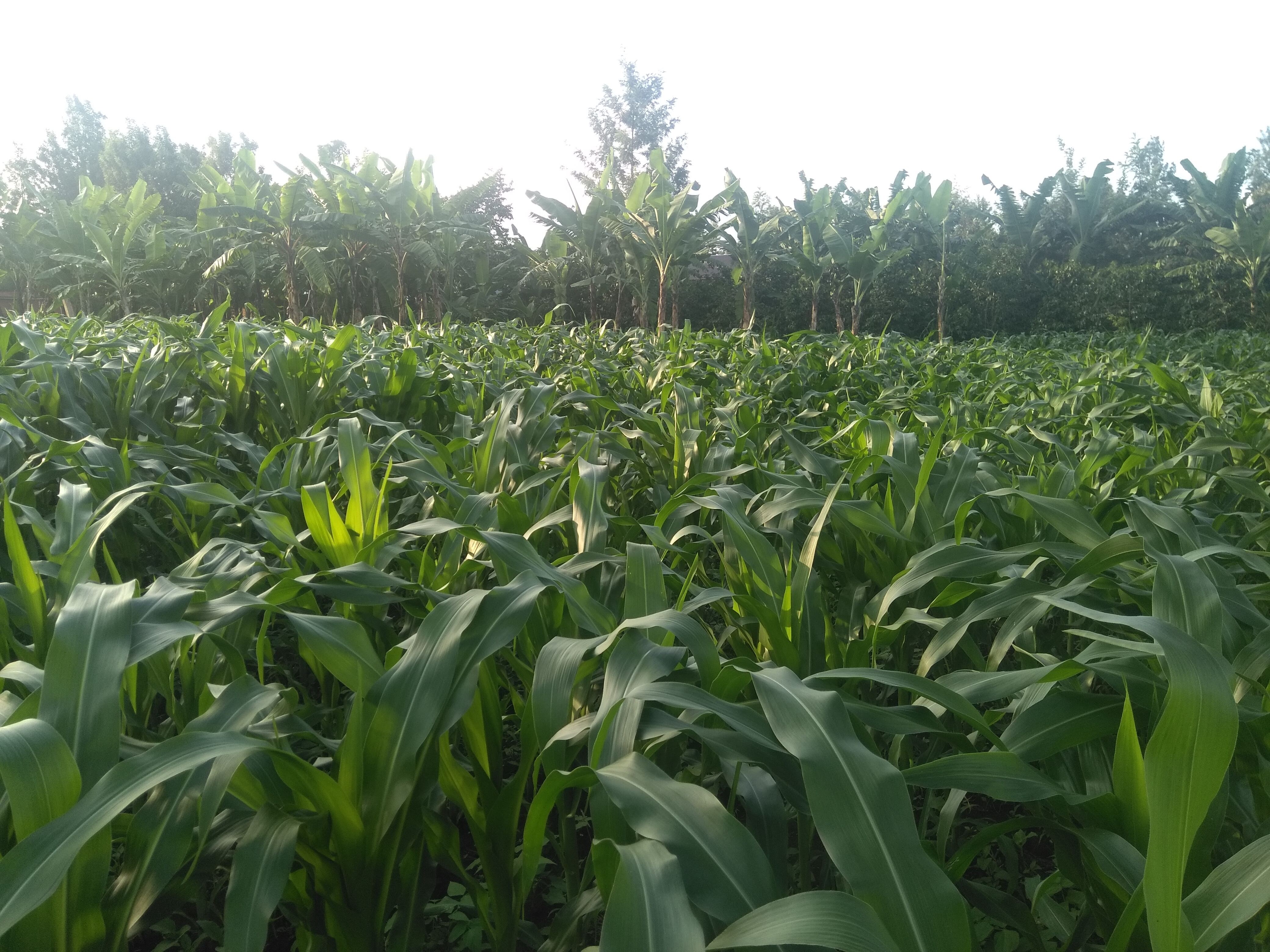 agriculture